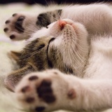 breed cat2 new