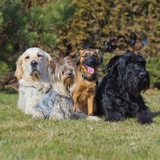 breed dog new