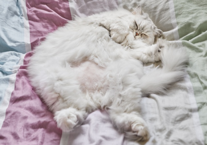 Un Biritsh Longhair blanc qui dort sur le dos