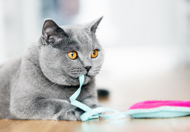 grey british short hair cat playing with a blue string