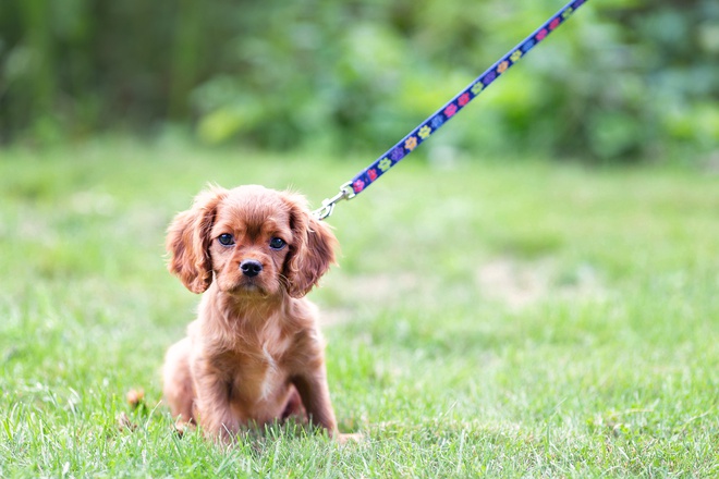 brown puppy on leash