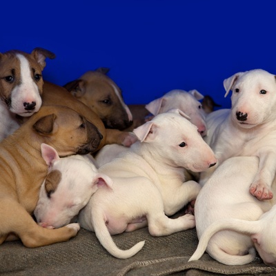 Many puppies Bull Terrier