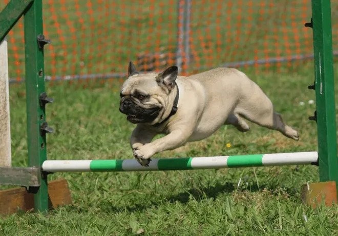 Training a dog or cat