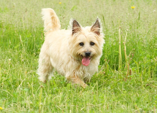 a cairn terrier walking in the grass