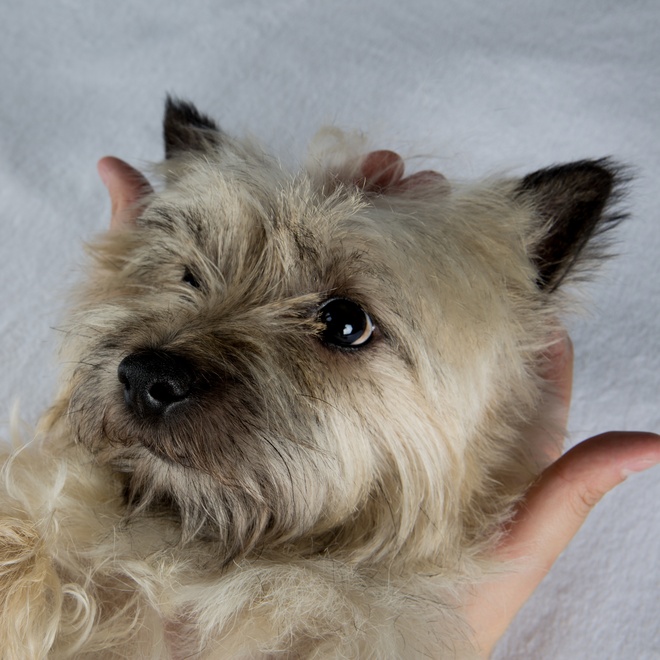 a cairn terrier in someone's arms