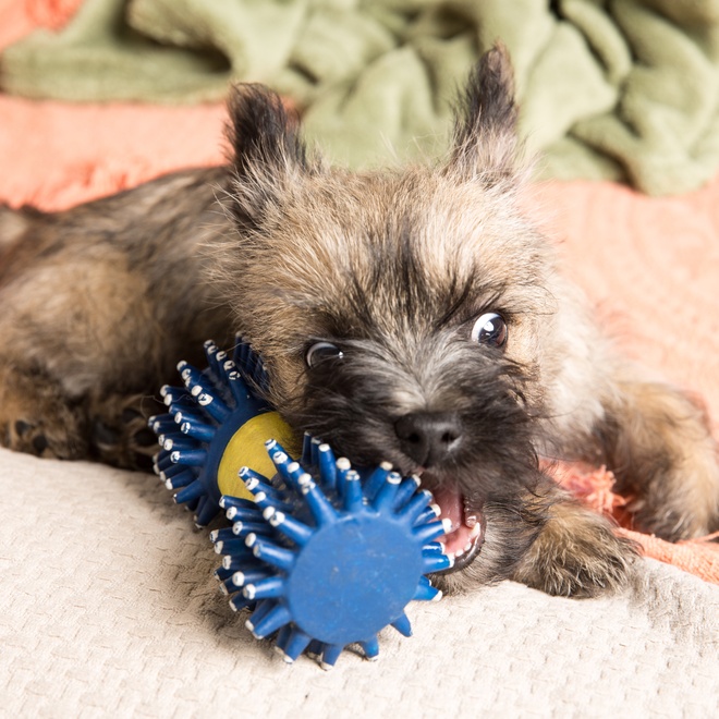 a cairn terrier biting into a toy