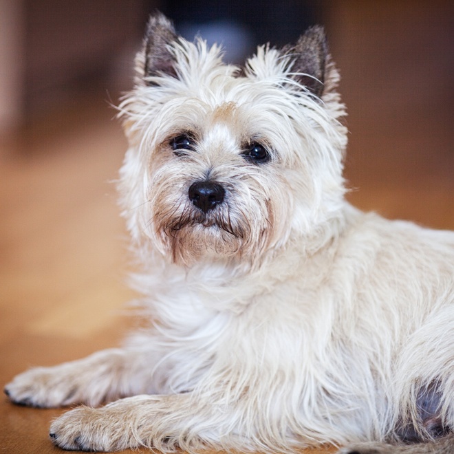 a seated terrier cairn