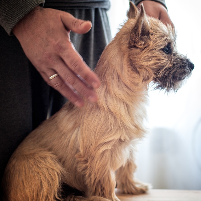 a cairn terrier close to his master