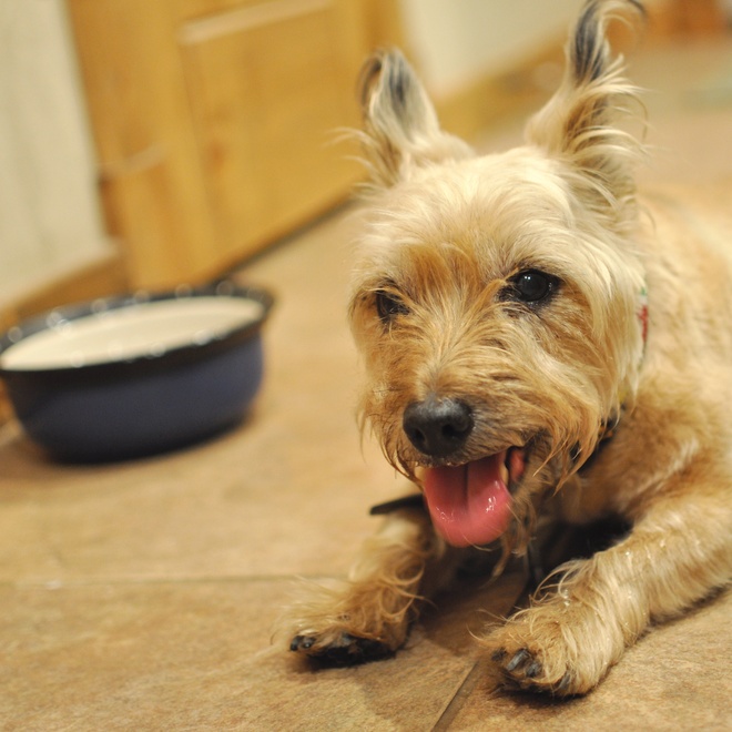 a cairn terrier near its bowl
