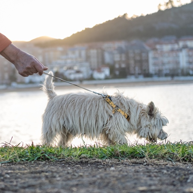 a terrier cairn on a lead, exploring