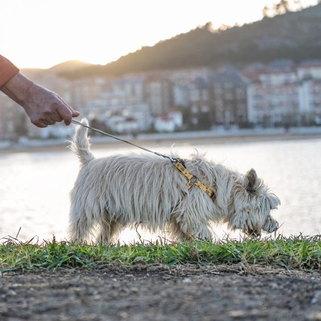 a terrier cairn on a lead, exploring