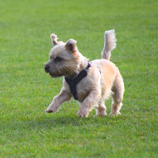 a cairn terrier running through the grass