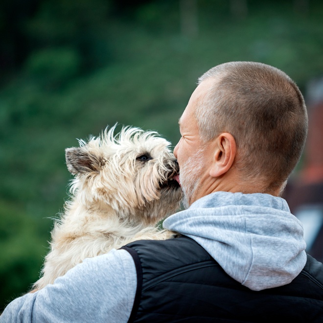 a cairn terrier in its owner's arms