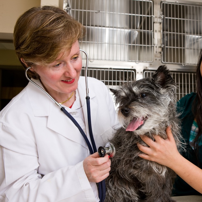 a Cairn Terrier being examined by a vet