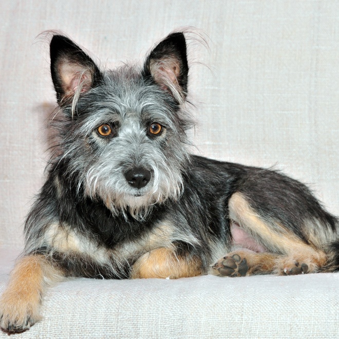 a terrier cairn lying on a cloth