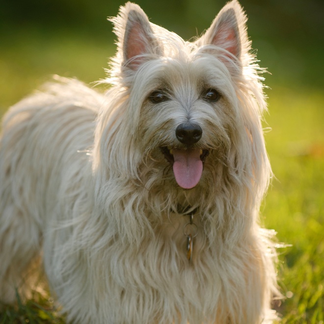 a terrier cairn in the wild, sticking out its tongue