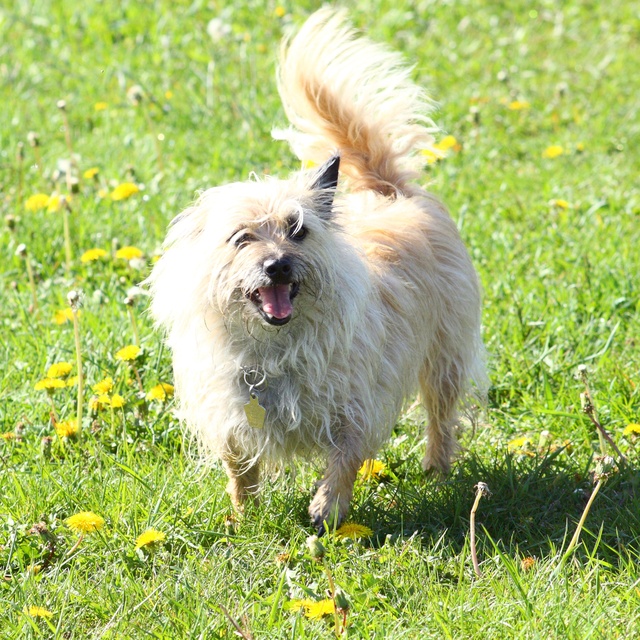 a happy cairn terrier in the grass