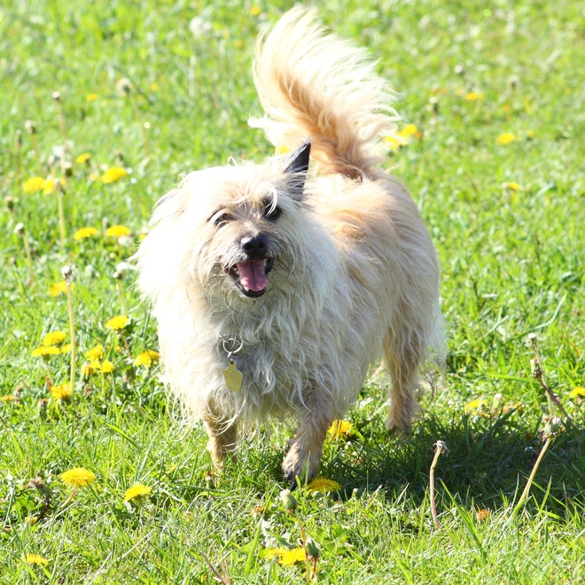 a happy cairn terrier in the grass