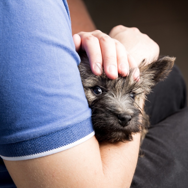 a cairn terrier in its owner's arms