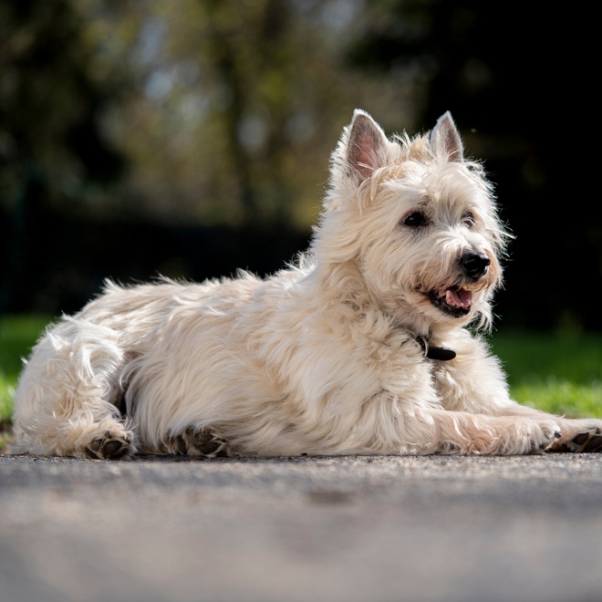 a seated terrier cairn