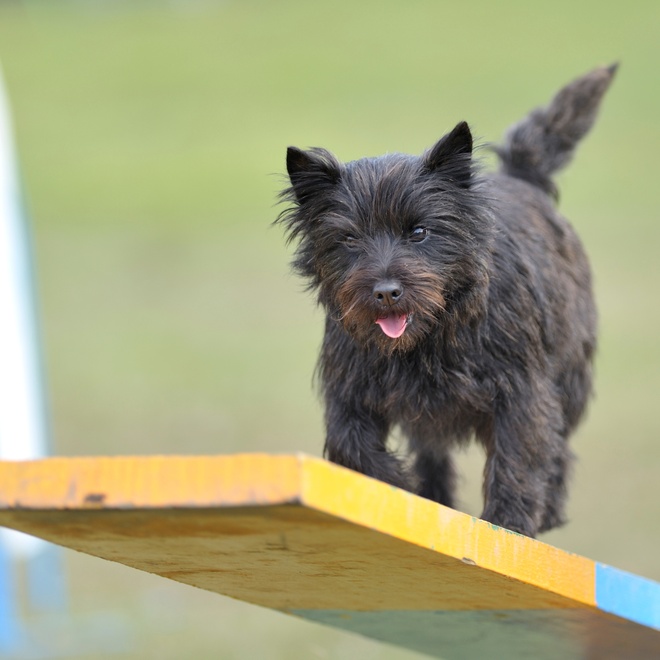 a terrier cairn on a hanging plank of wood