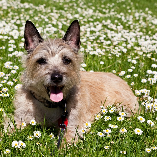 a cairn terrier in a field of flowers