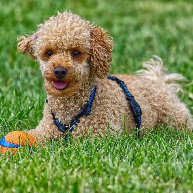 Poodle lying in grass with ball