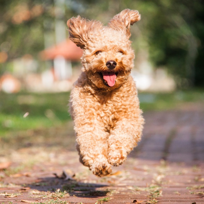 Poodle in the middle of running
