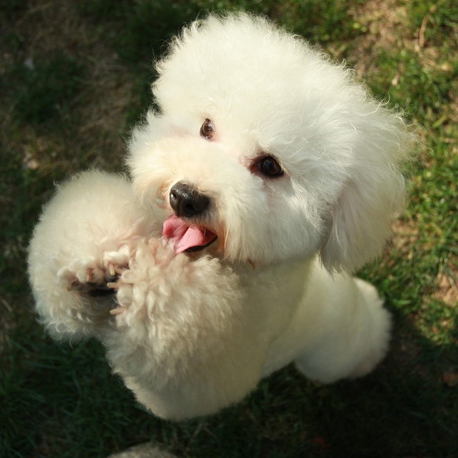 Poodle jumping up and begging with front legs