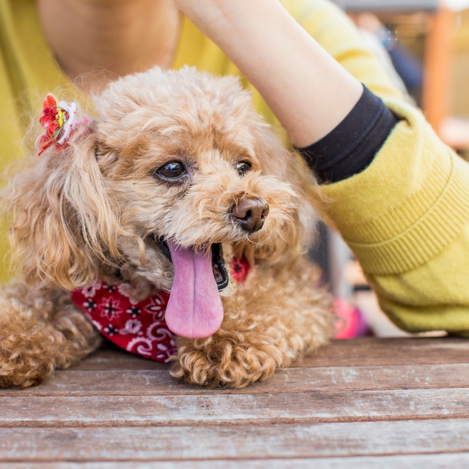 Poodle sitting on table between owner's arms
