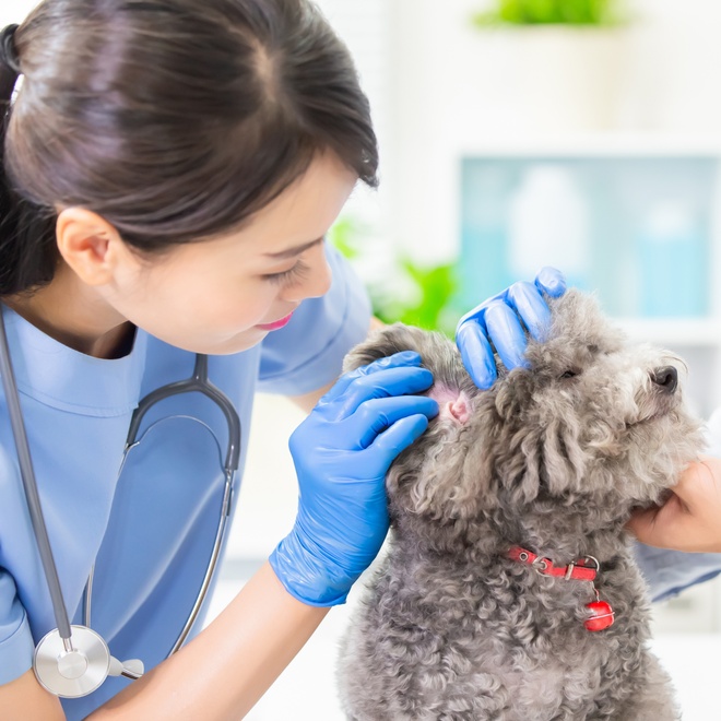 Veterinarian checking poodle's ear