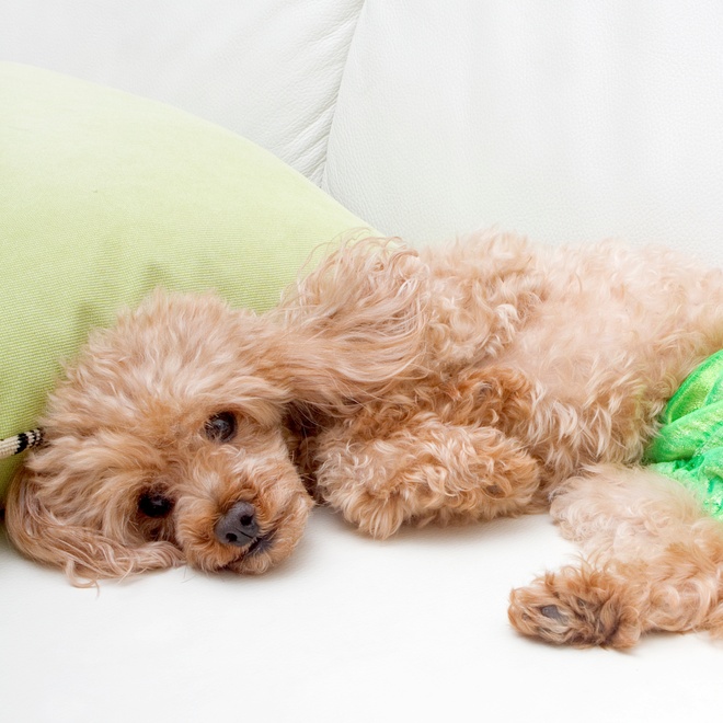 Poodle lying on couch