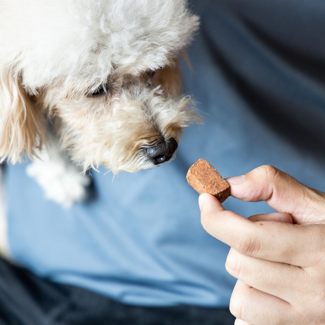 Poodle waiting to eat treat from owner's hand