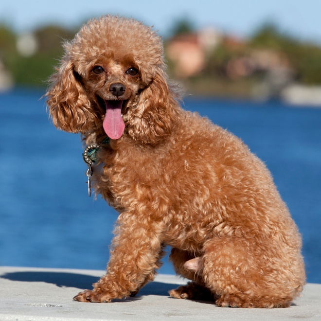 Profile of poodle sitting by the sea