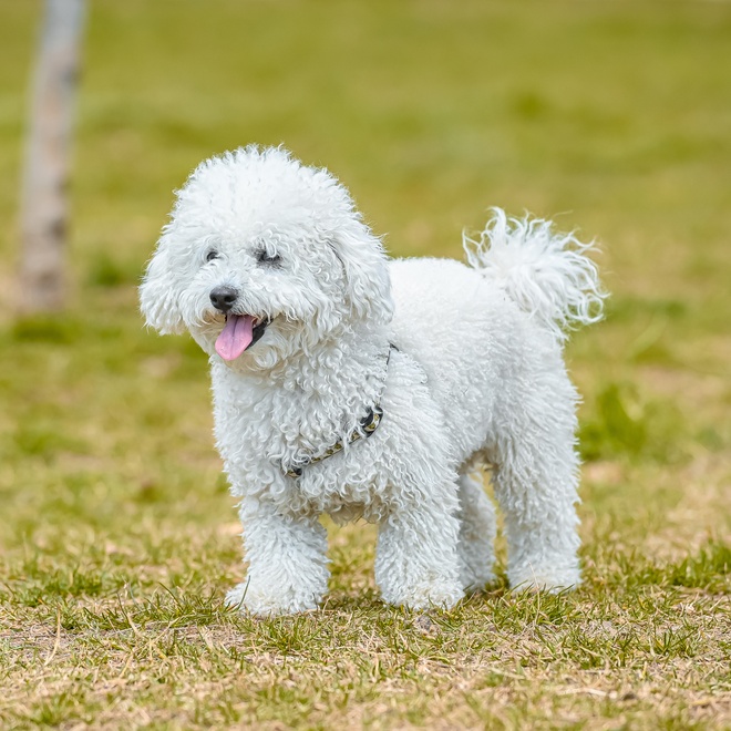 White poodle on grass