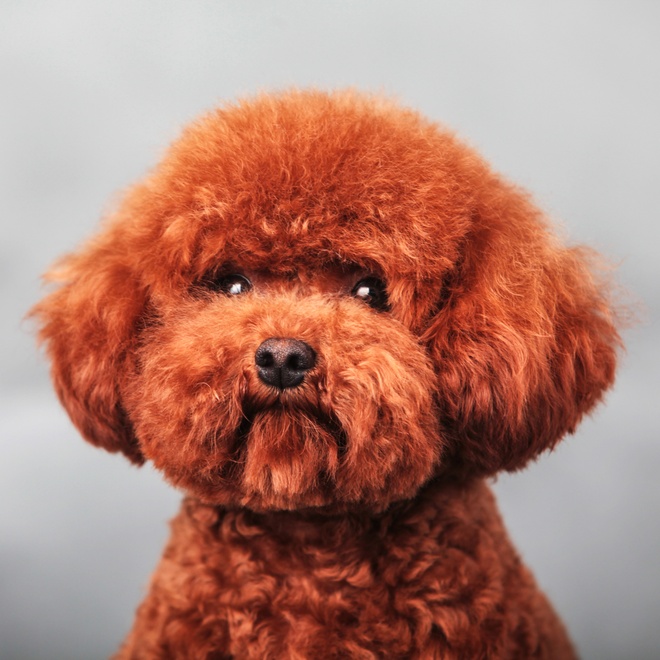 Profile of red poodle