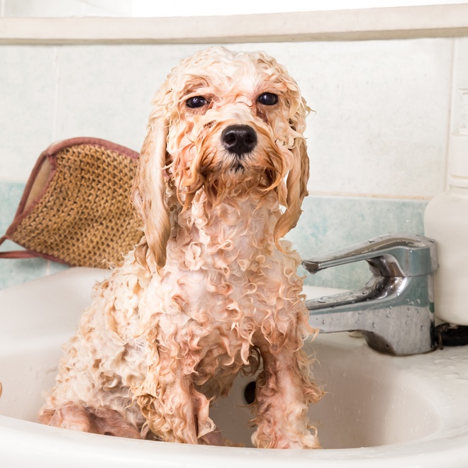 Profile of wet poodle in bath