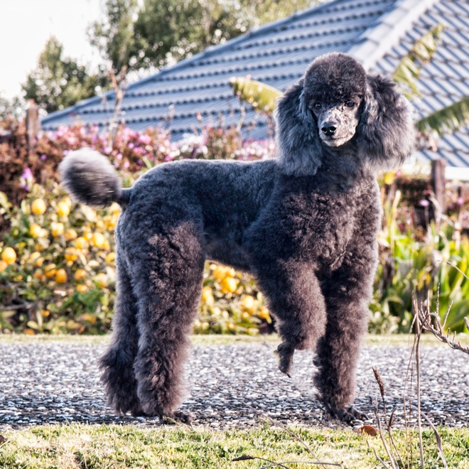 Black poodle in the middle of walking