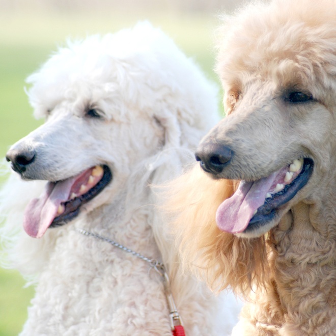 Profile of two poodles side by side