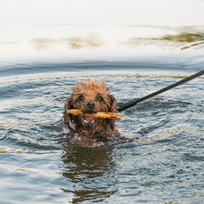 Wet poodle in water carrying stick