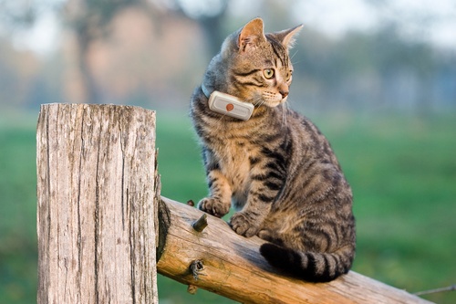 sitzende Katze mit Halsband