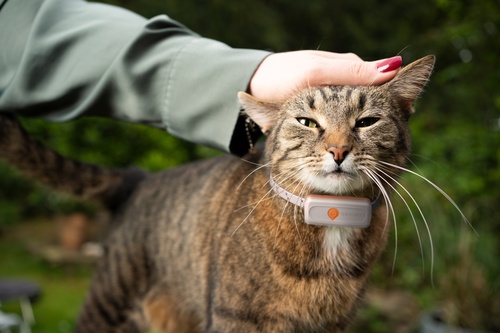 cat-14-with-weenect-xs_white-edition