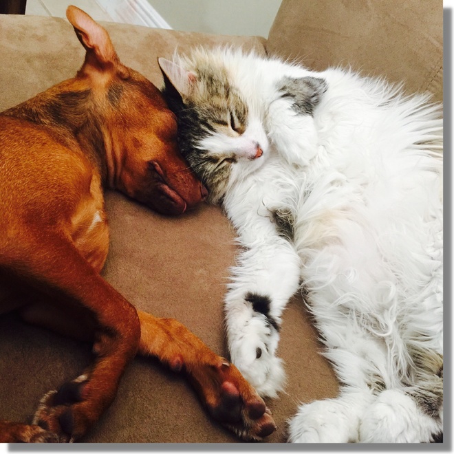 A cat and a dog lying on the floor