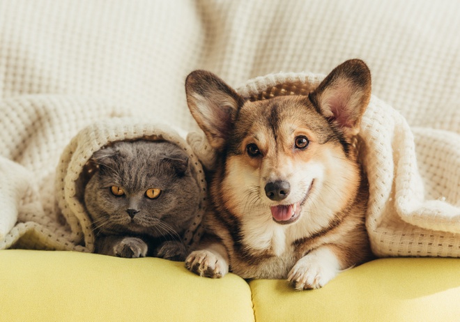 cat and dog under blanket