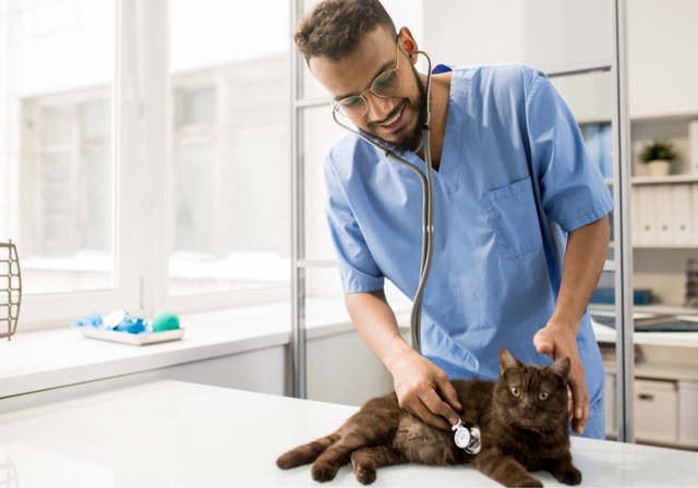 Eine Katze wird von einem Tierarzt untersucht