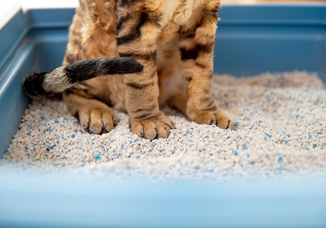 Litter Box Training: Everything You Should Know