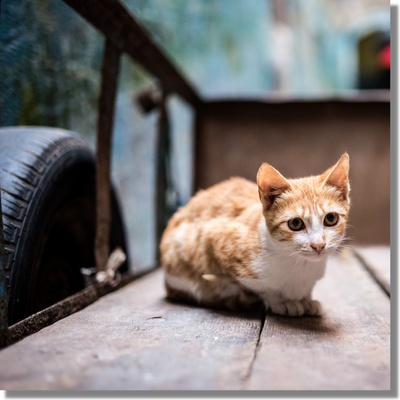 cat-in-wheelbarrow.png