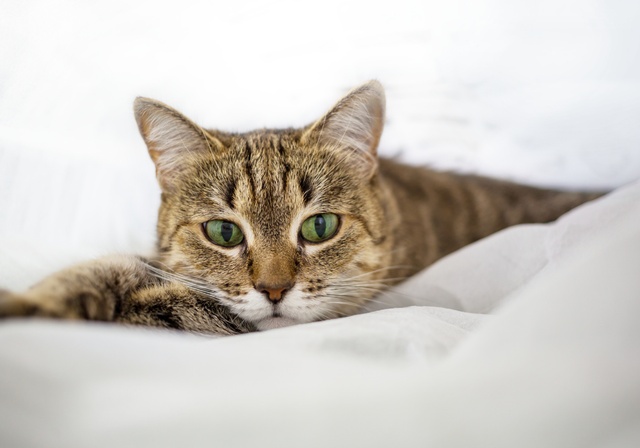 A cat lying on white sheets