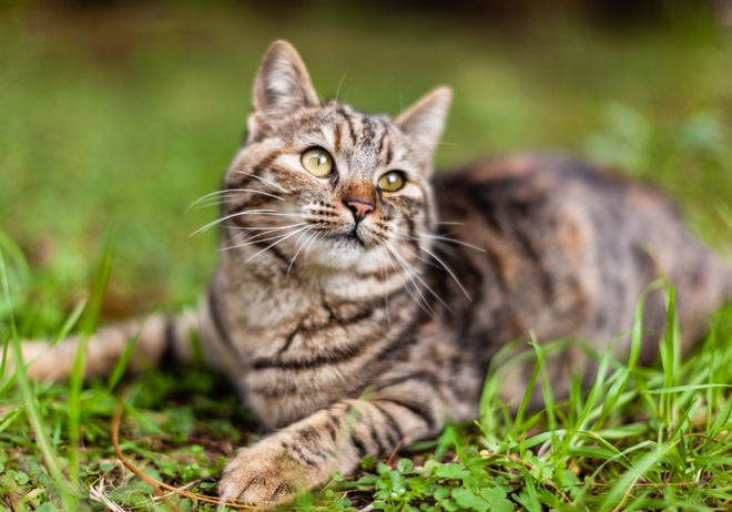 A cat laying on the grass