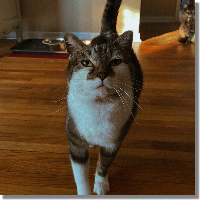 A cat walking towards his owner
